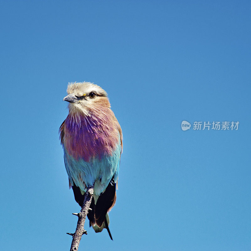 淡紫色扣辊(Coracias caudatus)